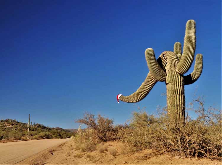 saguaro with christmas cap